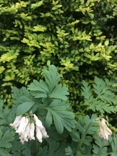 Dicentra 'Langtrees'