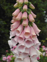 Digitalis purpurea 'Apricot'