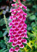 Digitalis purpurea 'Foxy'