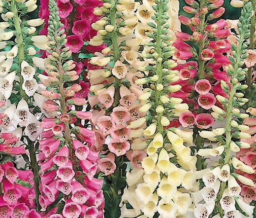 Digitalis purpurea 'Red'