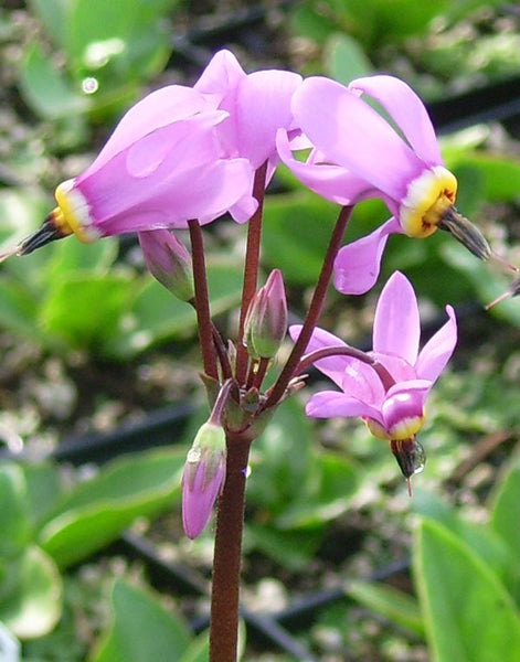 Dodecatheon meadia 'Queen Victoria'