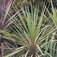 Dracaena Indivisia Spikes