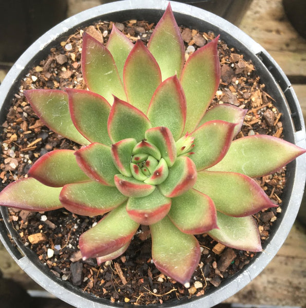 Echeveria 'Benimisume'