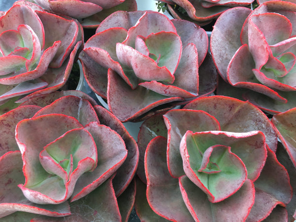 Echeveria 'Big Red'