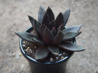 Echeveria 'Black Knight'