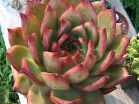 Echeveria 'Frank Reinelt'