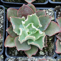 Echeveria 'Giant Blue'