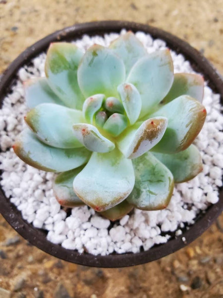 Echeveria 'Monroe'