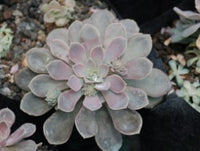 Echeveria difractens