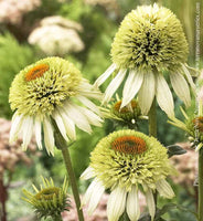 Echinacea Coconut Lime