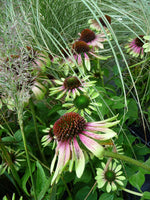 Echinacea 'Green Envy'