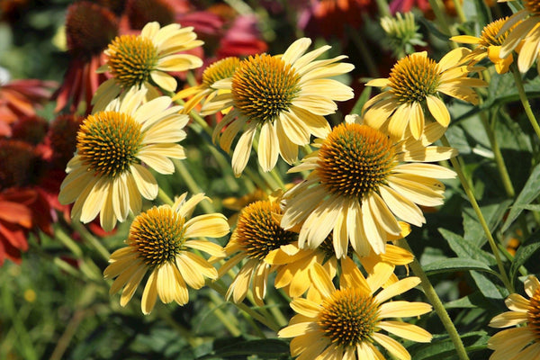 Echinacea 'Harvest Moon'