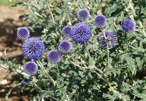 Echinops ritro