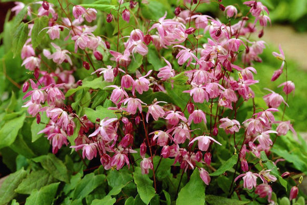 Epimedium × youngianum 'Roseum'