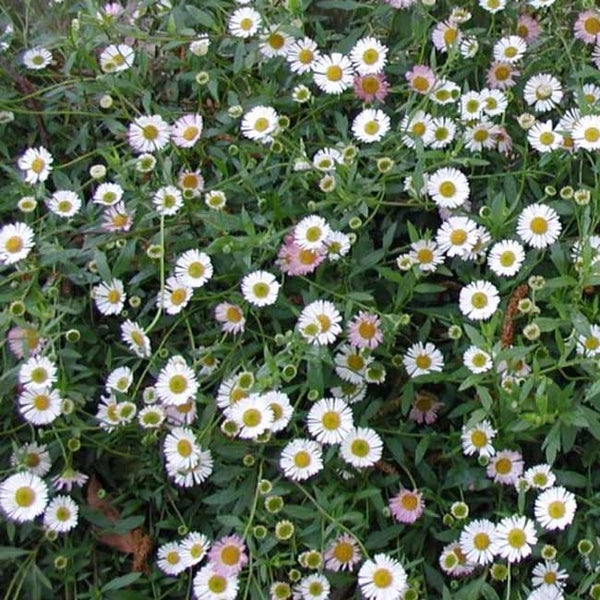 Erigeron speciousus 'Profusion'