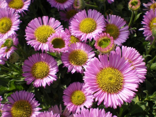 Erigeron speciousus 'Sea Breeze'