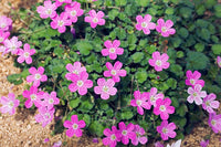 Erodium 'Bishop's Form'