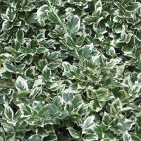 Euonymus 'Emerald Gaiety'