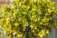 Euonymus 'Emerald and Gold'