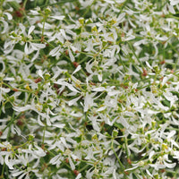 Euphorbia Breathless Beauty