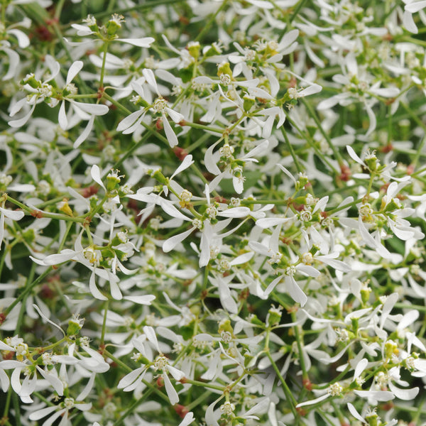 Euphorbia Breathless Beauty