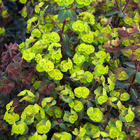 Euphorbia 'Tiny Tim'