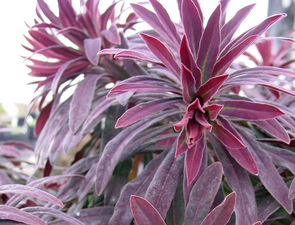 Euphorbia amygdaloides 'Ruby Glow'