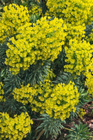 Euphorbia characias 'Wulfenii'