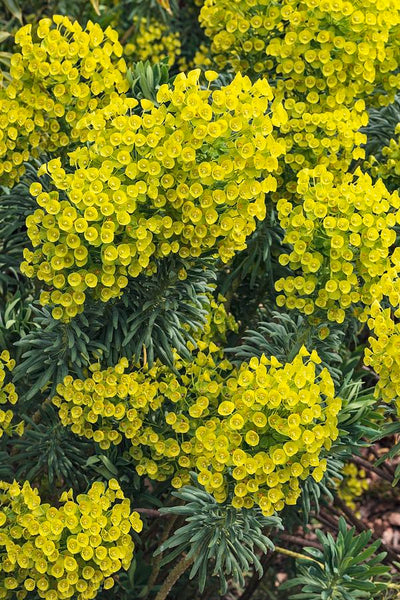 Euphorbia characias 'Wulfenii'