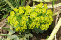 Euphorbia myrsinites