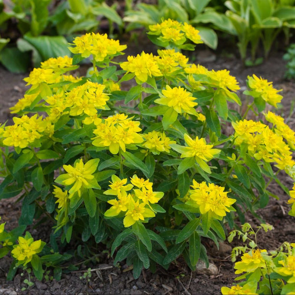 Euphorbia polychroma