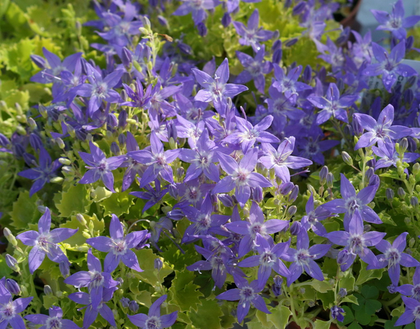 Campanula garganica 'Dickson's Gold'