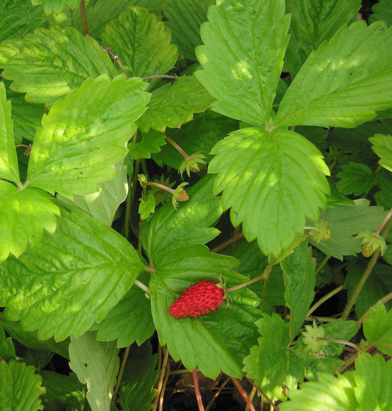 Fragaria vesca 'Golden Alexandria'