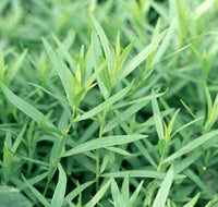 French Tarragon