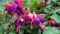 Fuchsia Dollar Princess