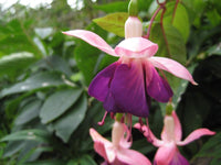 Fuchsia Lena