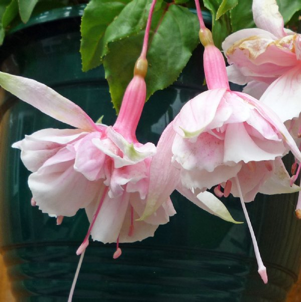 Fuchsia Pink Marshmallow