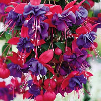 Fuchsia 'Double Otto'