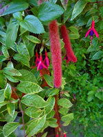 Fuchsia 'Island Sunset'