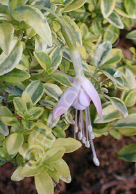 Fuchsia 'Sharpitor Aurea'