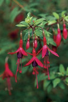 Fuchsia 'Windcliff Flurry'