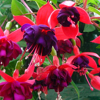 Fuchsia Dark Eyes