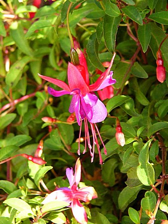 Fuchsia erecta