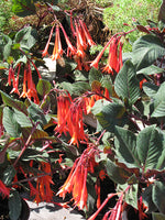 Fuchsia Gartenmeister