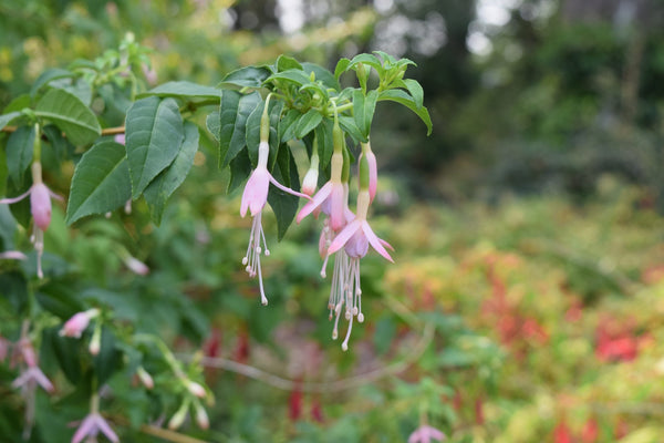 Fuchsia magellanica 'Alba'