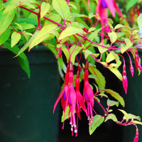 Fuchsia magellanica 'Aurea'