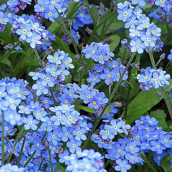 Myosotis sylvatica