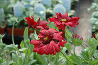 Gaillardia x g. 'Burgundy'