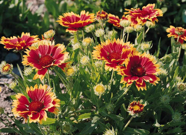 Gaillardia x g. 'Dwarf Goblin'