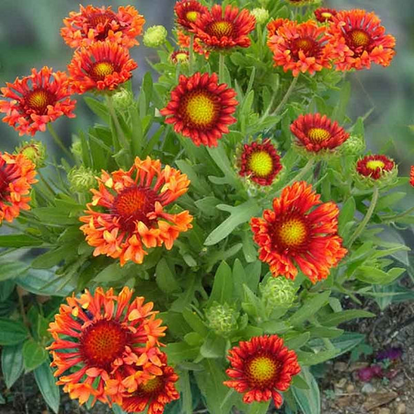 Gaillardia x g. 'Fanfare Blaze'